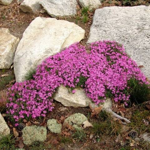 Creeping flowers perennials: photo with the name