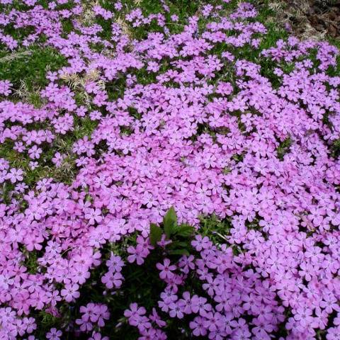 Creeping flowers perennials: photo with the name