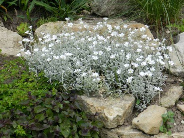 Creeping flowers perennials: photo with the name