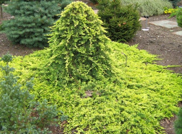 Creeping juniper (creeping)