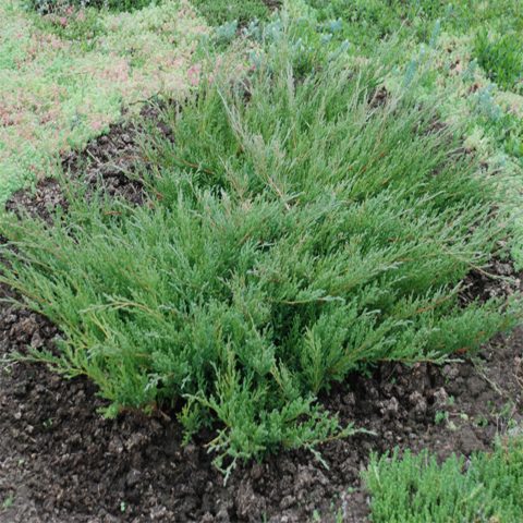 Creeping juniper (creeping)