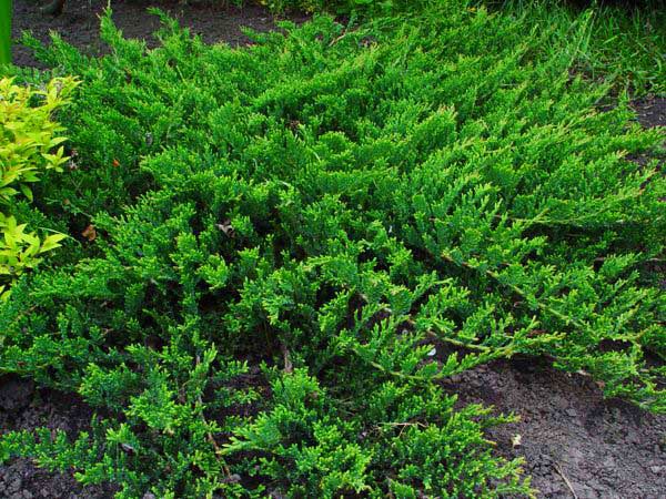 Creeping juniper (creeping)