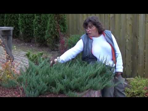 Creeping juniper (creeping)