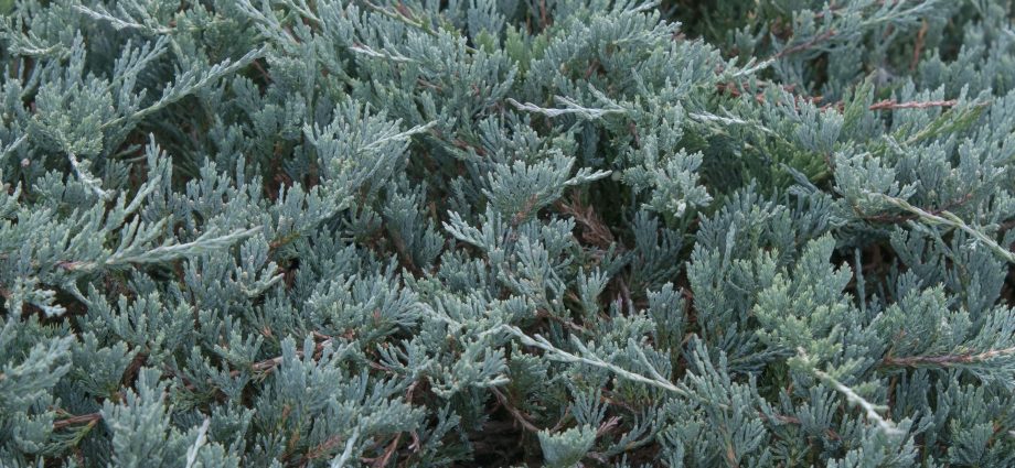 Creeping juniper (creeping)