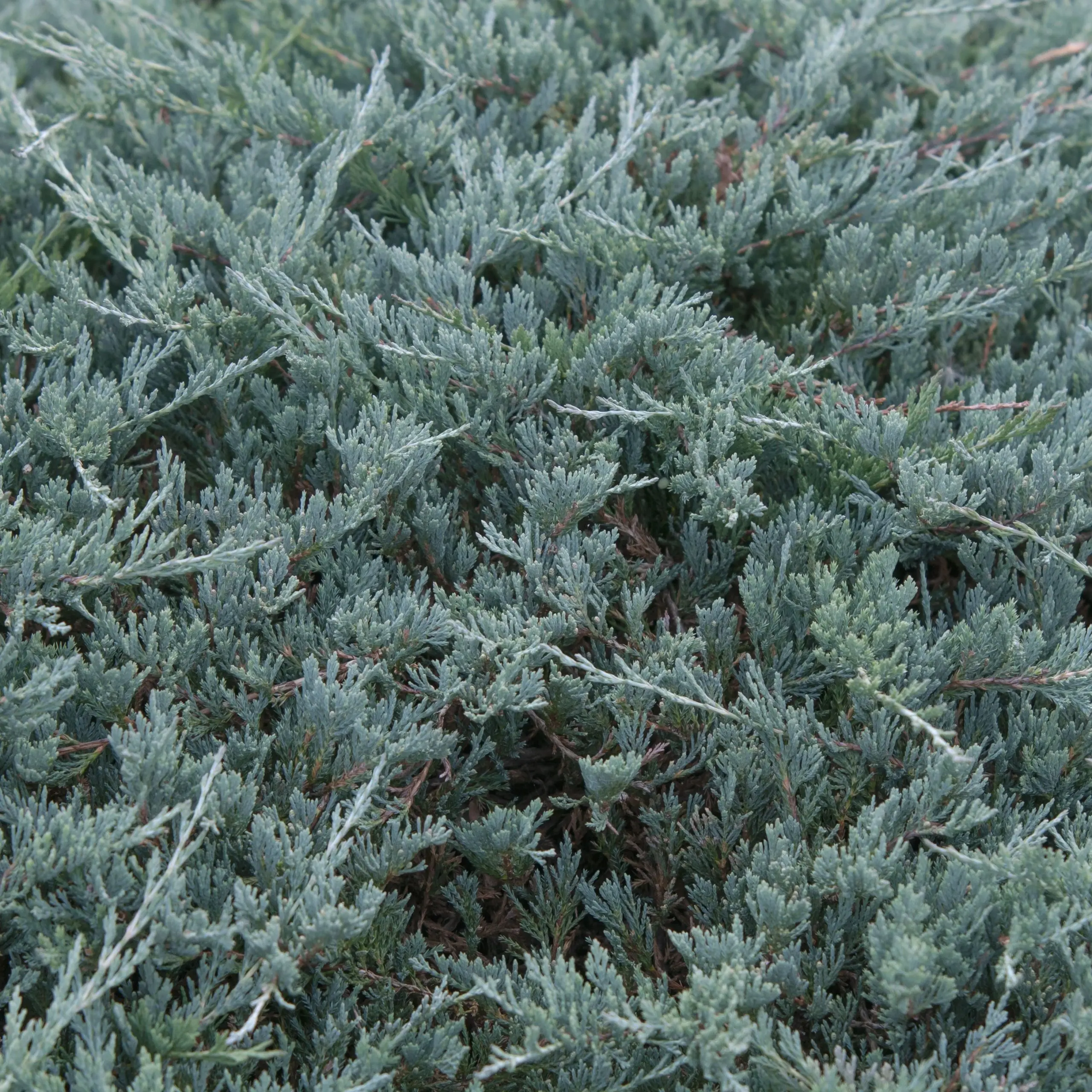 Creeping juniper (creeping)