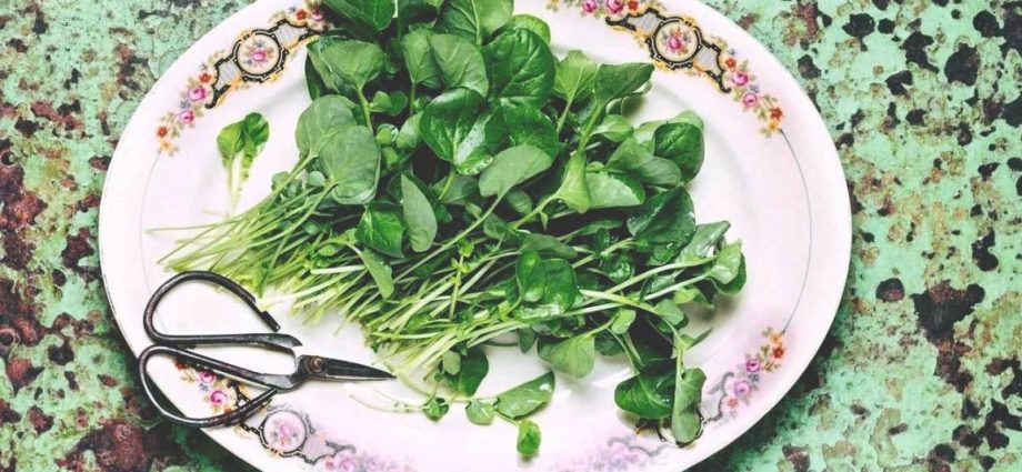 Cress &#8211; an underestimated source of vitamins and minerals