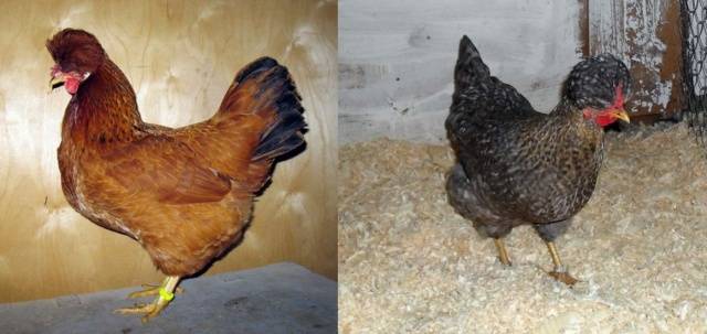 crested chickens