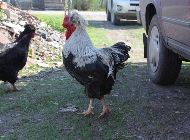 crested chickens