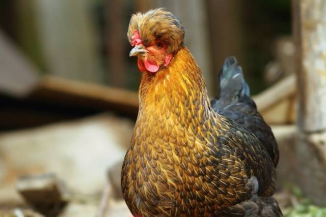 crested chickens