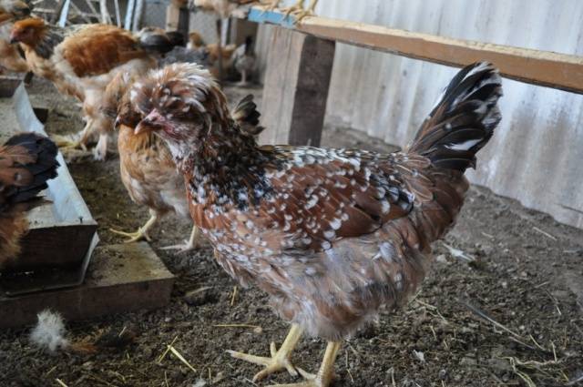 crested chickens