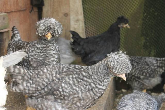 crested chickens