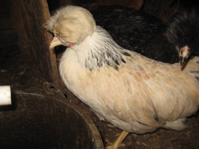 crested chickens