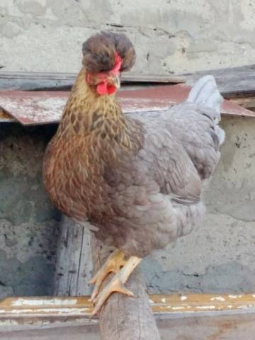 crested chickens