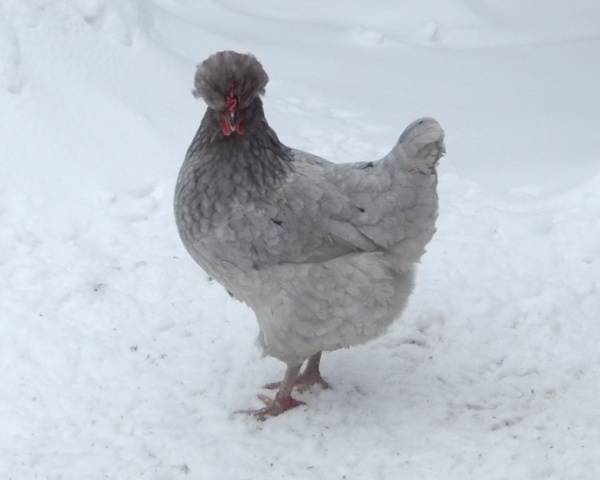 crested chickens