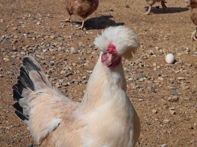 crested chickens