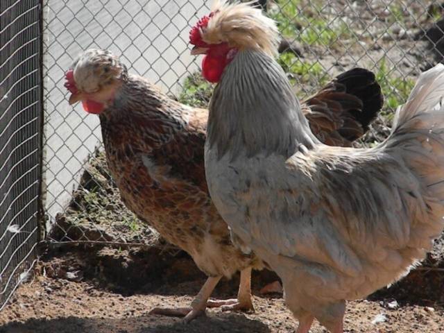 crested chickens