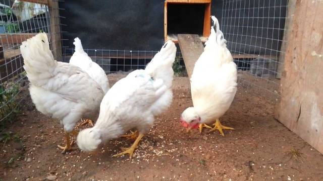 crested chickens