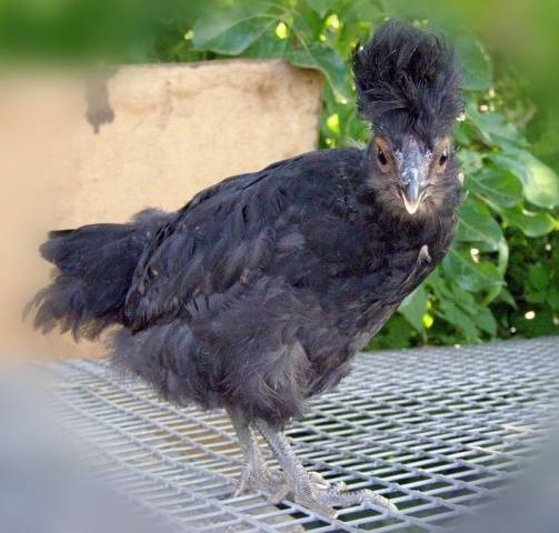 crested chickens