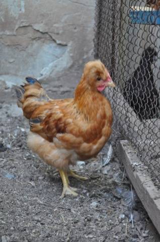 crested chickens