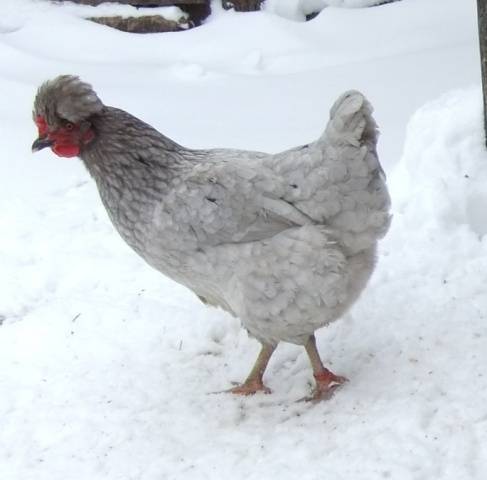 crested chickens