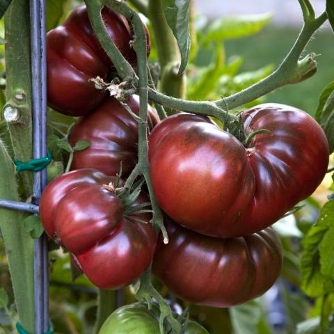 Crimean black tomato: reviews, characteristics