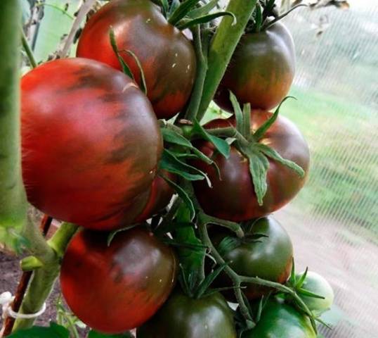 Crimean black tomato: reviews, characteristics