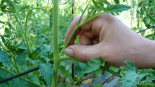 Crimean black tomato: reviews, characteristics