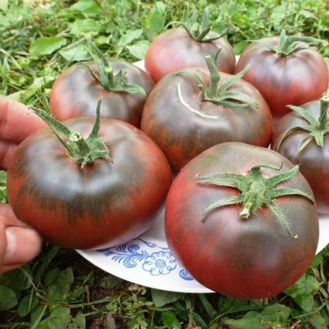 Crimean black tomato: reviews, characteristics