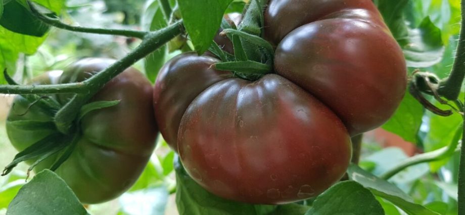 Crimean black tomato: reviews, characteristics