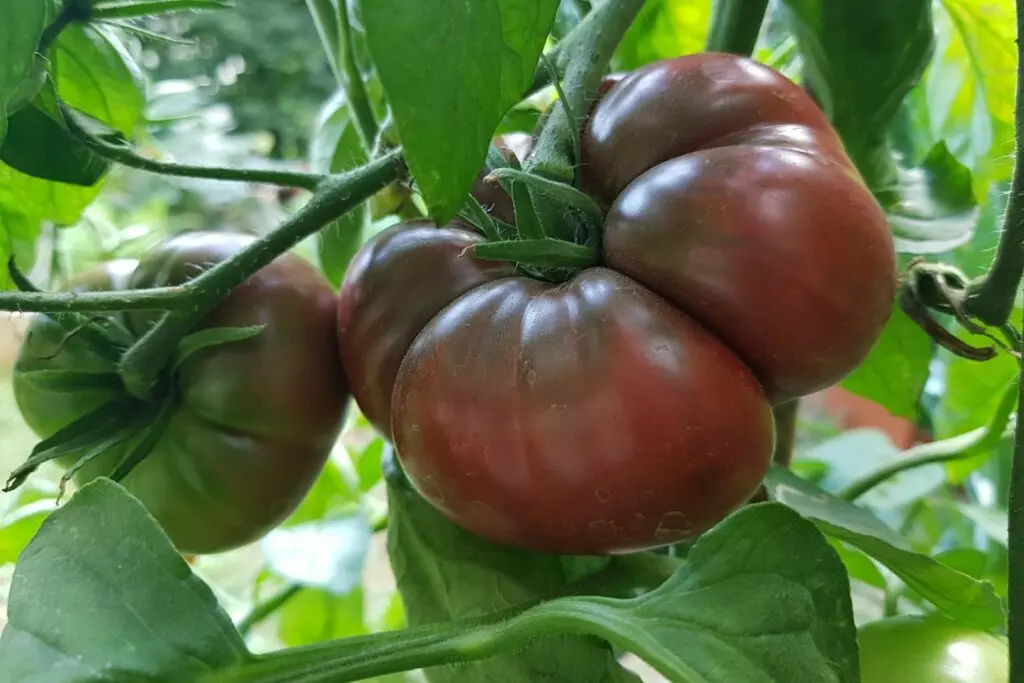 Crimean black tomato: reviews, characteristics