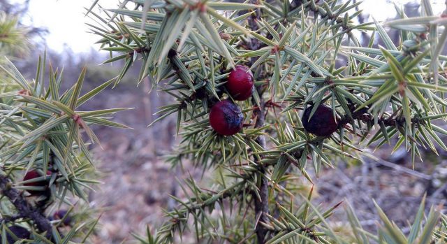 Crimean juniper: photo and description