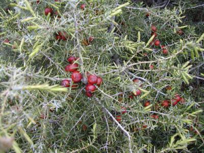 Crimean juniper: photo and description