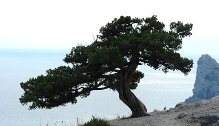 Crimean juniper: photo and description