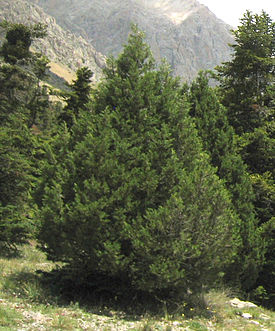 Crimean juniper: photo and description