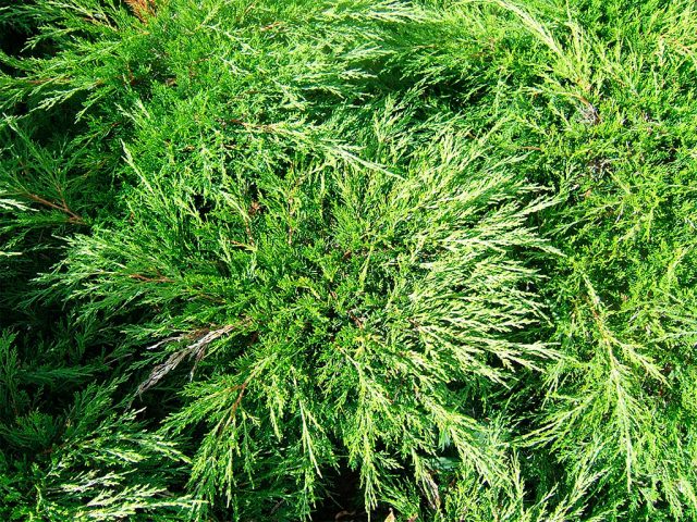 Crimean juniper: photo and description