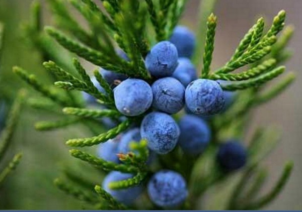 Crimean juniper: photo and description