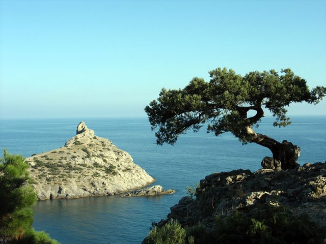 Crimean juniper: photo and description