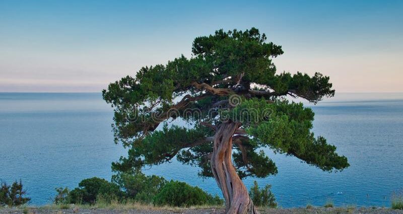 Crimean juniper: photo and description