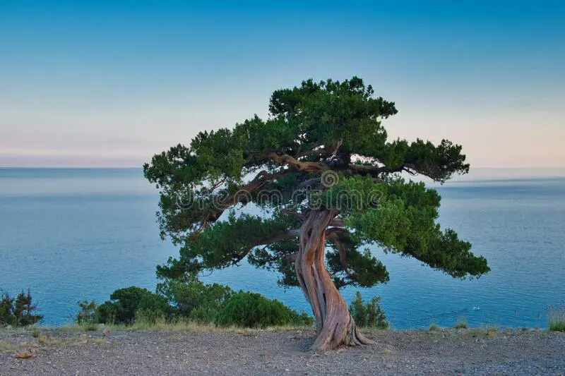 Crimean juniper: photo and description