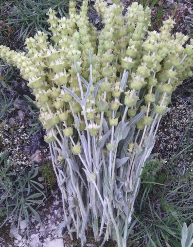 Crimean lemongrass: useful properties and contraindications