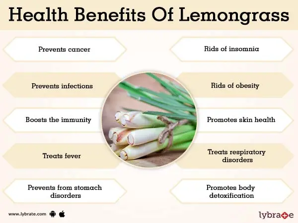 Crimean lemongrass: useful properties and contraindications