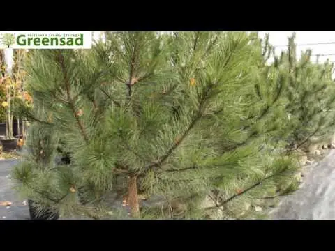 Crimean pine: photo, planting and care