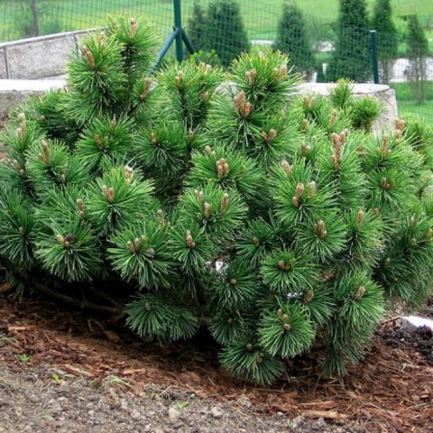 Crimean pine: photo, planting and care