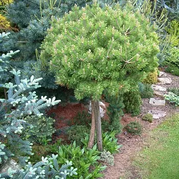 Crimean pine: photo, planting and care