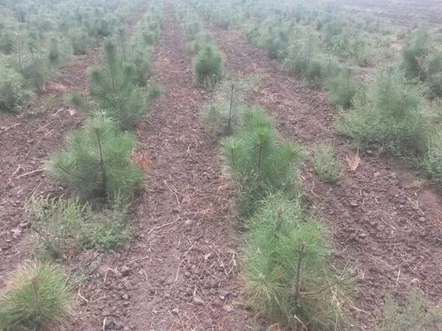 Crimean pine: photo, planting and care