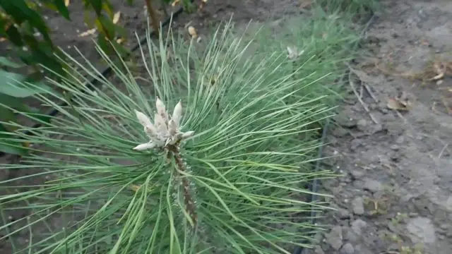 Crimean pine: photo, planting and care