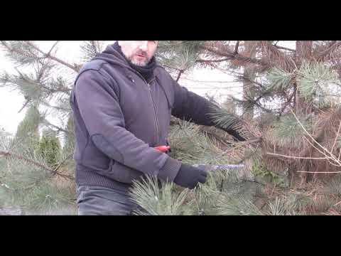 Crimean pine: photo, planting and care