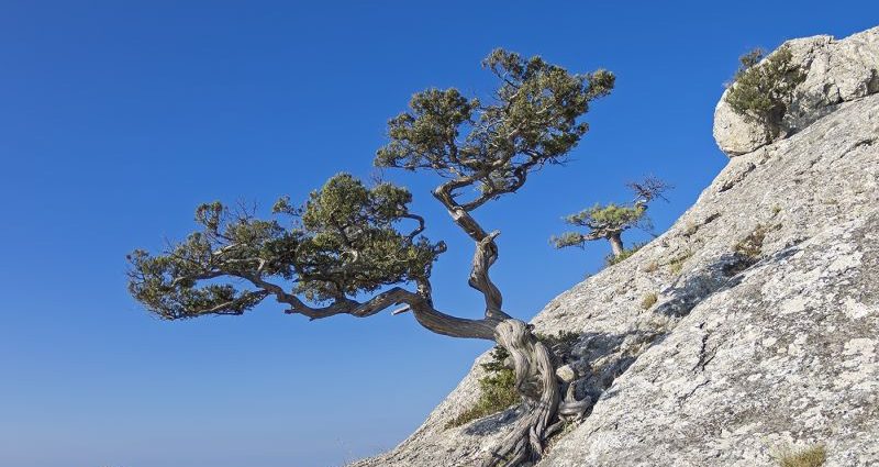 Crimean pine: photo, planting and care