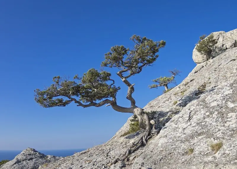 Crimean pine: photo, planting and care