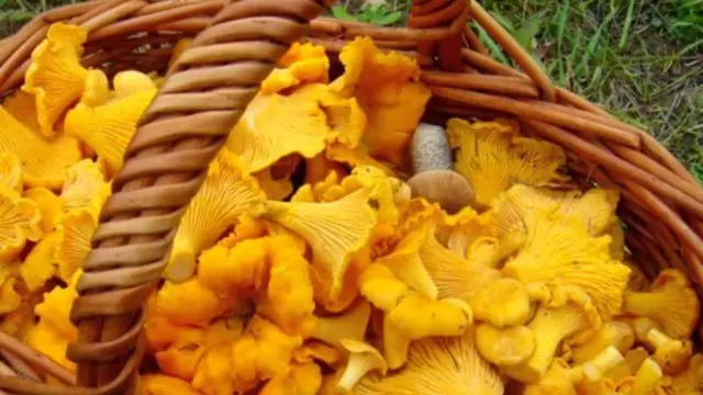 Crispy pickled chanterelles: recipes for the winter in jars